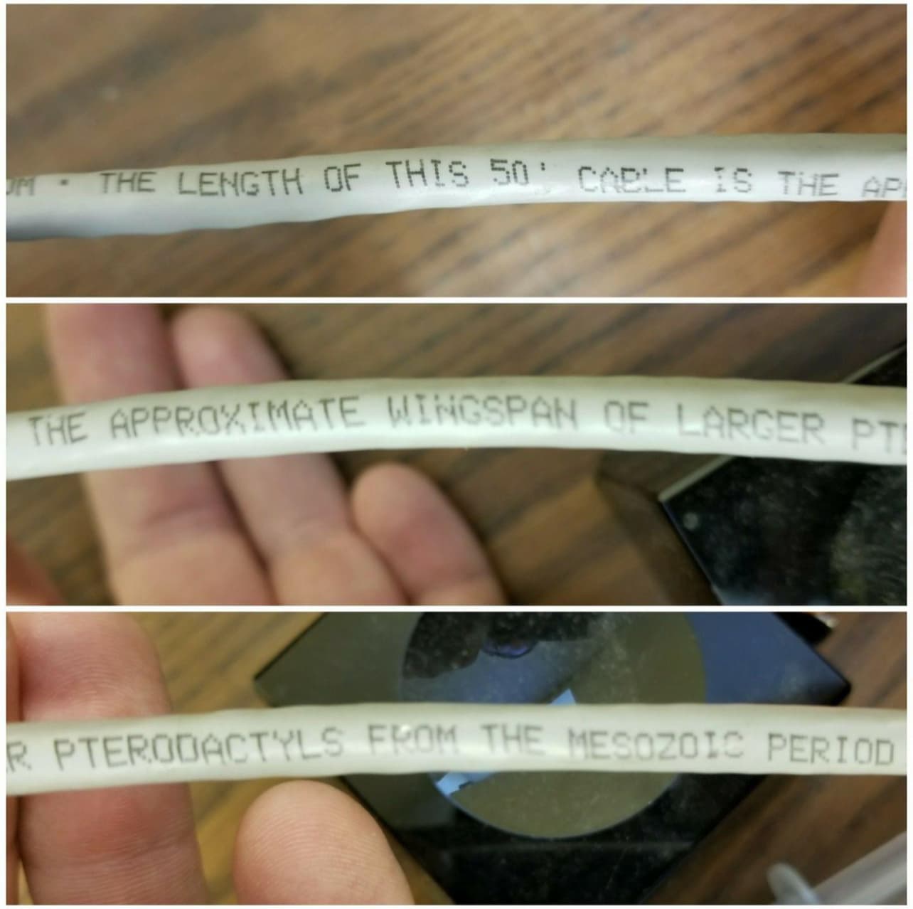 thank you for subscribing to cat facts - The Length Of This 50 Cable Is The Ap The Approximate Wingspan Of Larger Pt R Pterodactyls From The Mesozoic Period